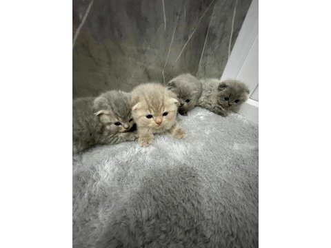 Güzel scottish fold yavrularımız