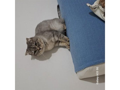 7 aylık dişi uysal scottish fold