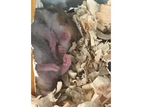 Sağlıklı yavru hamster