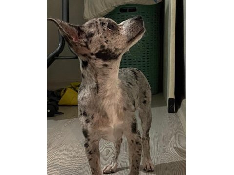 8 aylık merle chihuahua nadir bulunan bir cins