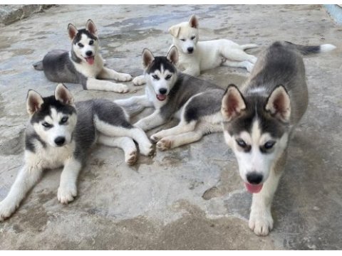 Dünyalar güzeli husky yavrularımız