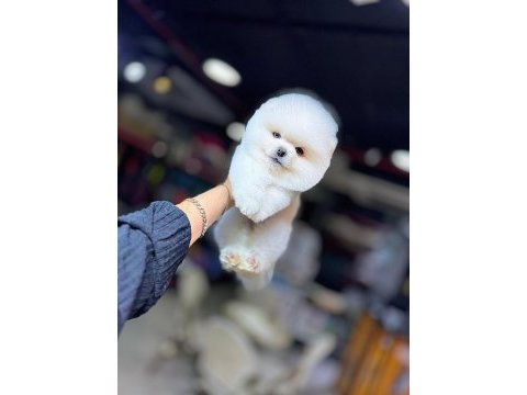 Dişi erkek üst kalite pomeranian bebekler