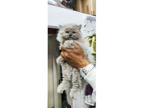 A kalite british longhair