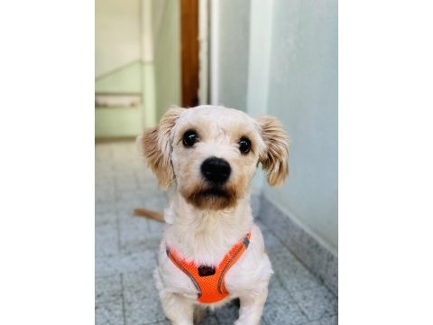 Eğitimli maltipoo