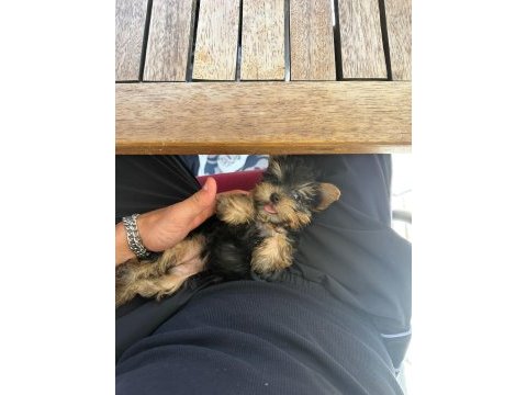 Teacup yorkshire bebek köpekler