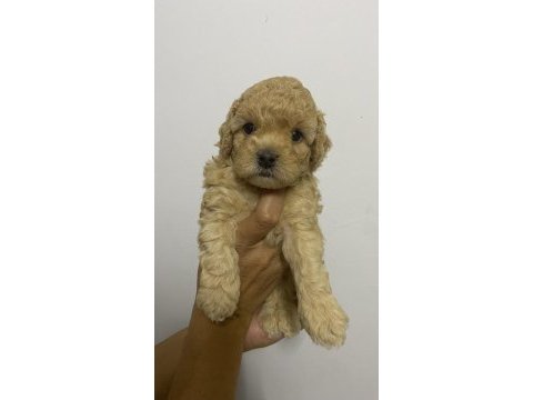 Erkek tam toy poodle maks 3 kg ırk garantili