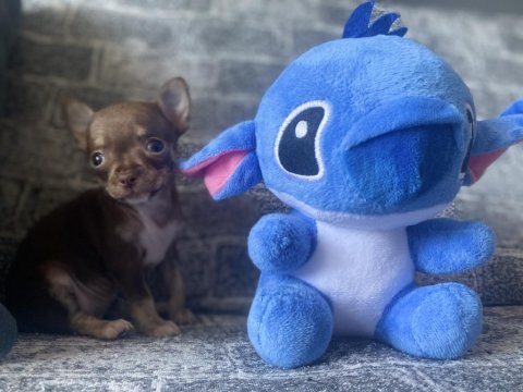 Kg garantili teacup chihuahua dişi