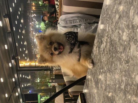 9 aylık erkek pomeranian