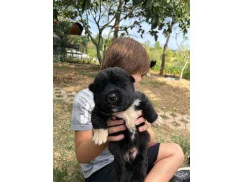 Safkan amerikan akita inu