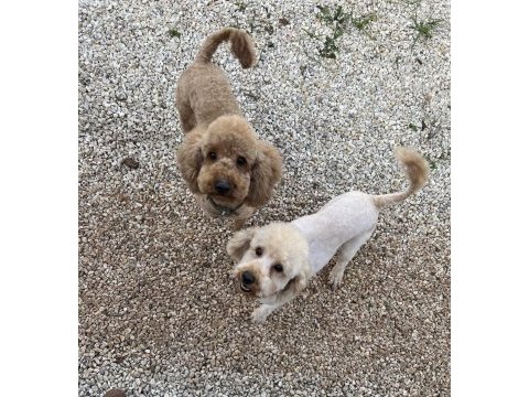 Yetişkin orjinal toy poodle erkek eğitimli