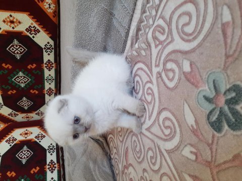 Safkan orjinal scottish fold yavrum