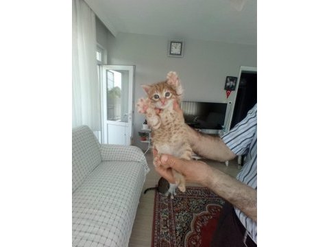 Terk etmişler sarman miniği
