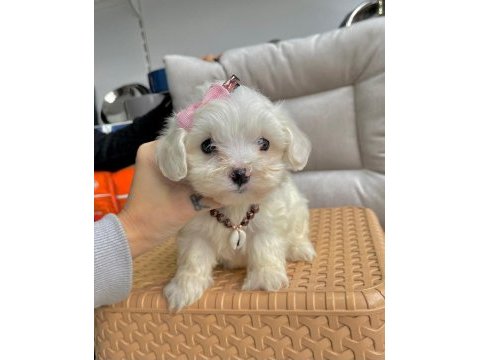 2 aylık maltese terrier yavruları