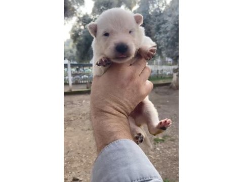 Kan hattına sahip nadir bulunanlardan albino alman kurdu
