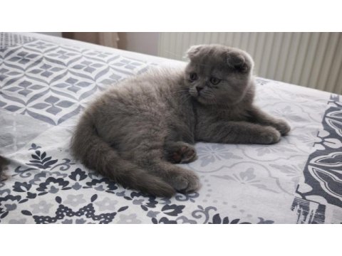 İki aylık yavru scottish fold