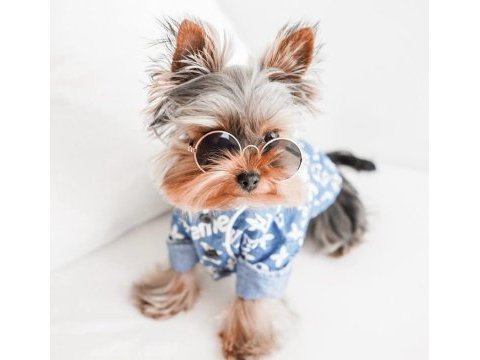 Teacup köpeğimiz daha büyümeyecek