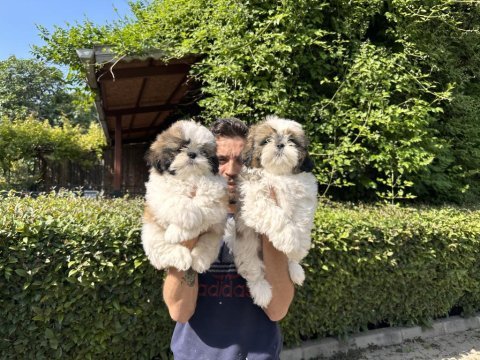 Shih tzu yavrularımız