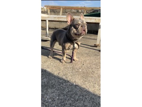 Lilac tan platinum erkek french bulldog