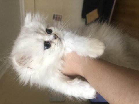 2 aylık yavru british longhair cins kediler