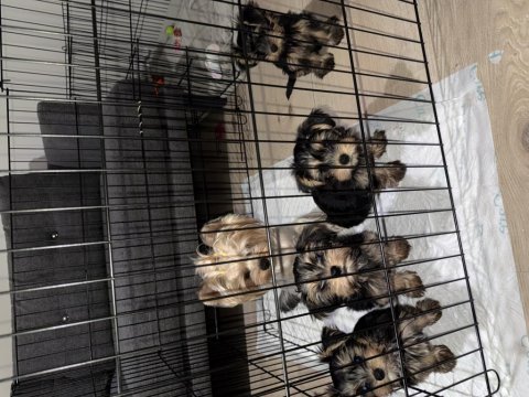 Minik sevimli oyuncu yavru köpekler