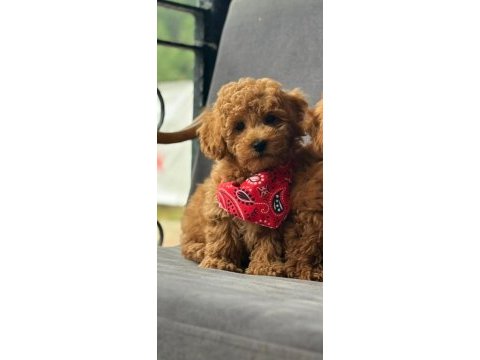 Toy poodle bebekler ruhsatlı çiftlikten