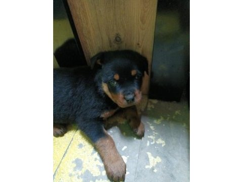 Orjinal saf rottweiler yavrusu son 1 adet kaldı