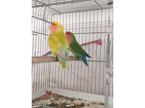 Sürekli yumurtlayan anaç takım papağanımız