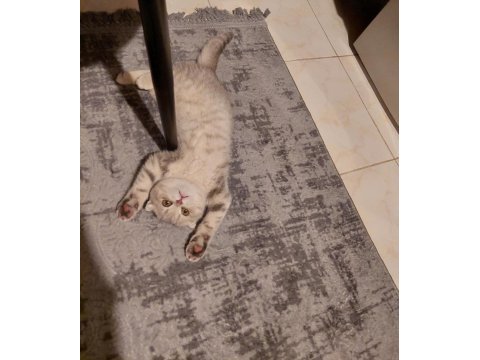 Scottish fold 3.5 aylık dişi sağlıklı ve yumuşak karakterli