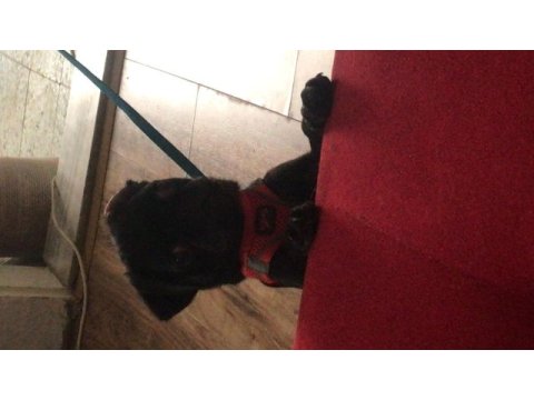 Pug en acilinden