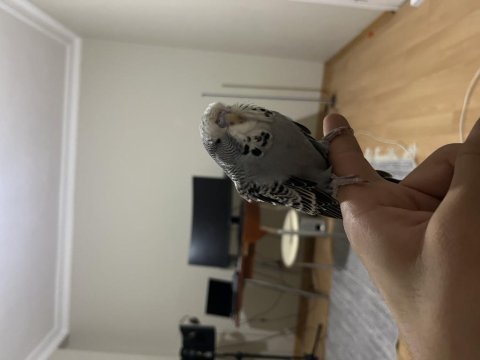 Jumbo muhabbet kuşu ele alışık