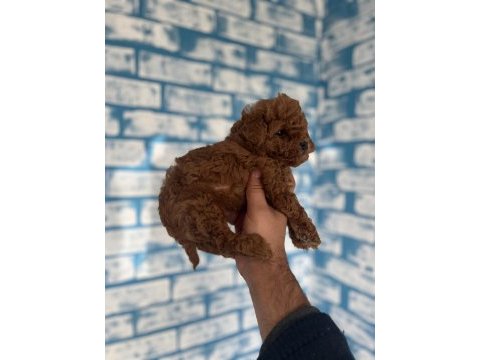 Toy poodle yavruları