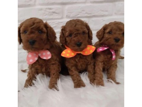 Kilo garantili toypoodle yavrular heryere gönderilir 
