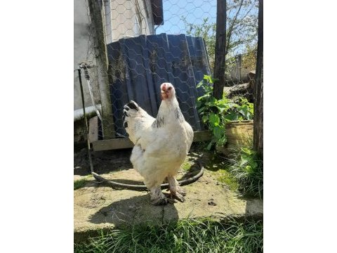Black modled brahma horoz