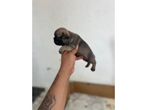 Fawn dişi french bulldog yavrum anne baba exotic