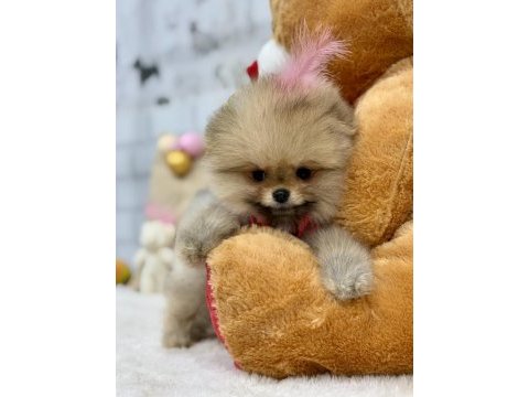 Minik teddy bear pomeranian kızımız