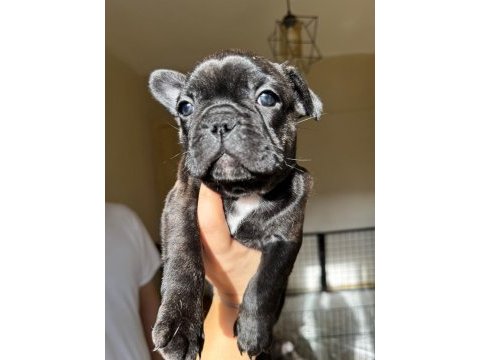 Ev bakımı şeceresi olan french bulldog yavrular