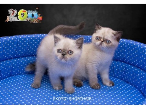Sağlık garantili exotic shorthair