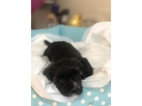 Morkie yavrularımız teslime hazır