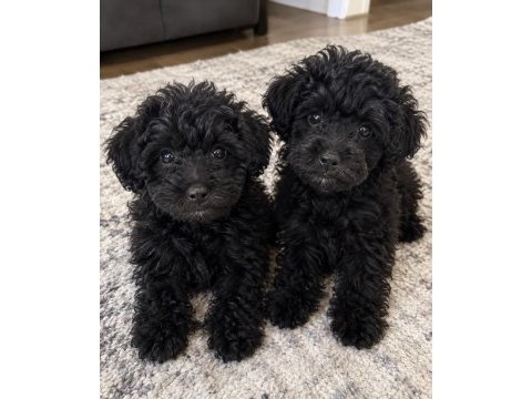Siyah poodle