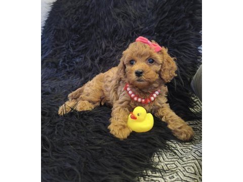 Sevimli prenses poodle