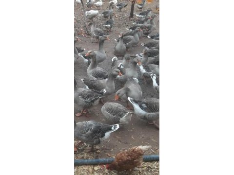 Orjinal büyük gri kaz