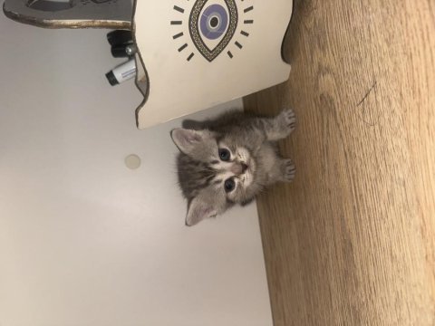 Minnoş bir dost kedi arıyorsan o burada