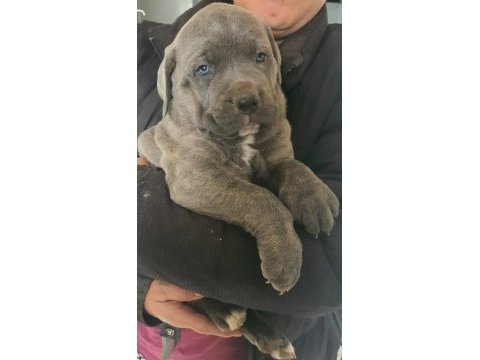 Sılver blue yanı gumus ve mavı gozlu nun en guzellerı