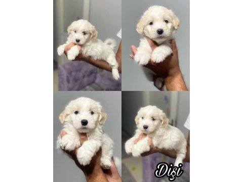 Kar beyaz terrier bebeklerimiz