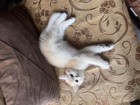 Saf kan golden british shorthair yavrular (wcf kayıtlı)