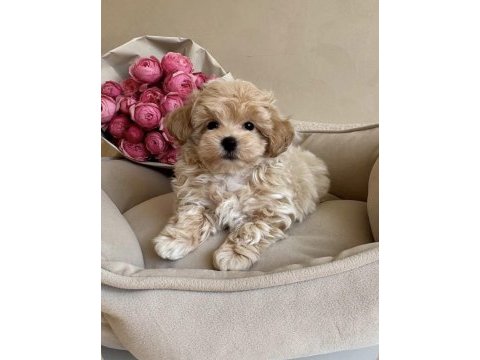 Pofuduk maltipoo bebeğimiz