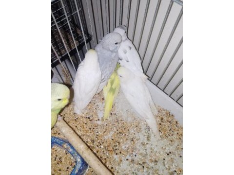Kırmızı göz muhabbet kuşu
