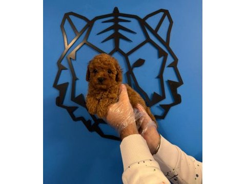 Irk garantili red toy poodle yavrularımız