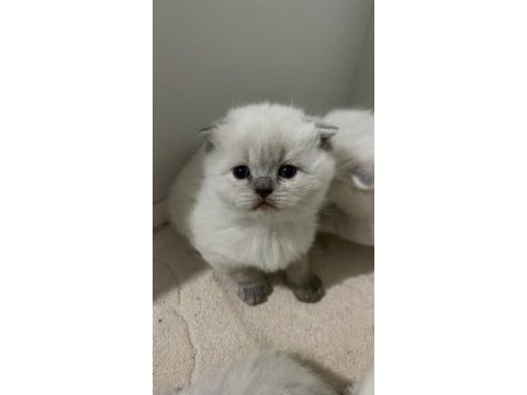 Silver point british shorthair