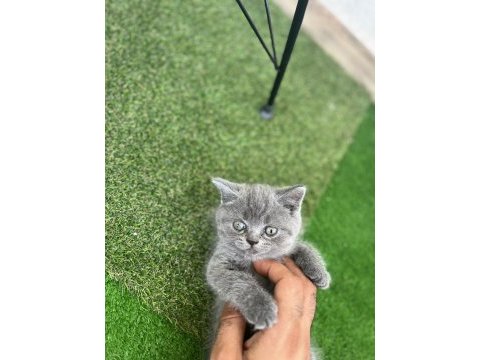 1.5 aylık eğitimli bebek british shorthair